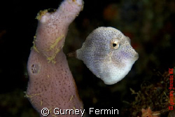 Sponge filefish. Shot taken at Puerto Galera, Philippines. by Gurney Fermin 